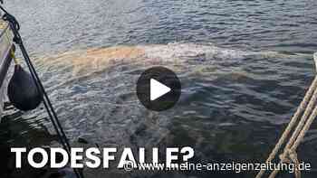 Schon wieder! Zwei Wal-Sichtungen im Hafen von Wismar – sitzt das nächste Tier in der Falle?