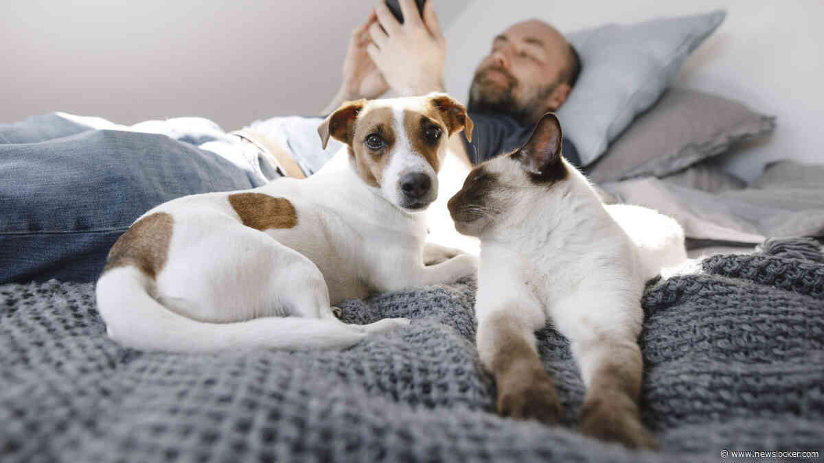 Slaapt je huisdier bij je in bed? Dierenarts waarschuwt: ’Beestjes en mijten slaan ’s nachts toe’
