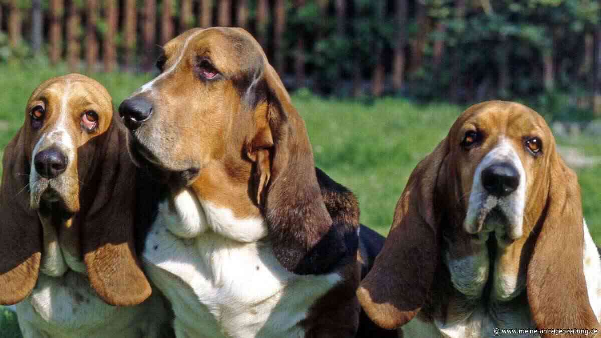 Tierärzte schlagen Alarm – diese Hunderassen gelten als Problem