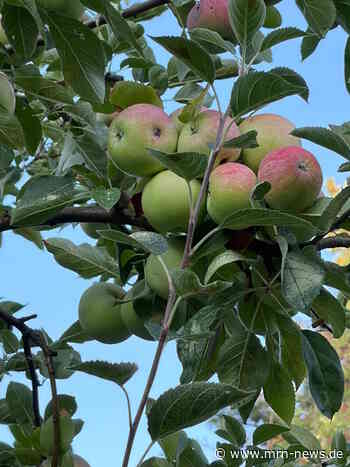 Rhein-Pfalz-Kreis – Eigenen Apfelsaft herstellen: Pressaktion startet am 24. August