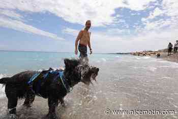 Plages pour chiens autour de Toulon : de Bandol à Bormes, où se baigner avec son compagnon ?