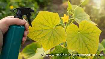 Gurkenblätter werden gelb: Dieses Hausmittel kann helfen