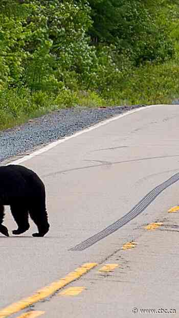 Why are so many bears getting hit on Quebec highways?