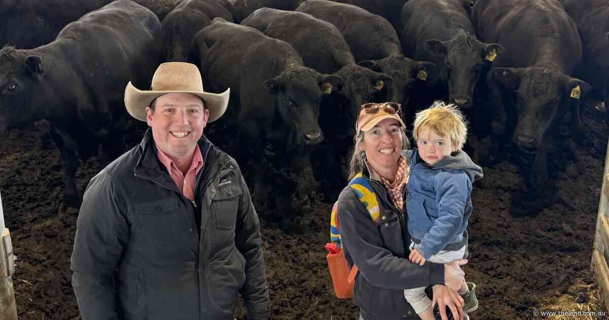 Prices firm or a touch softer at Forbes store sale for high quality weaners