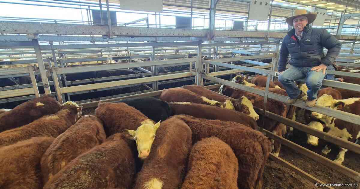 Quality cattle sought but secondary types feel pinch at Tamworth store sale