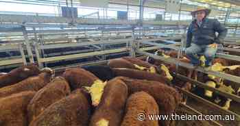 Quality cattle sought but secondary types feel pinch at Tamworth store sale
