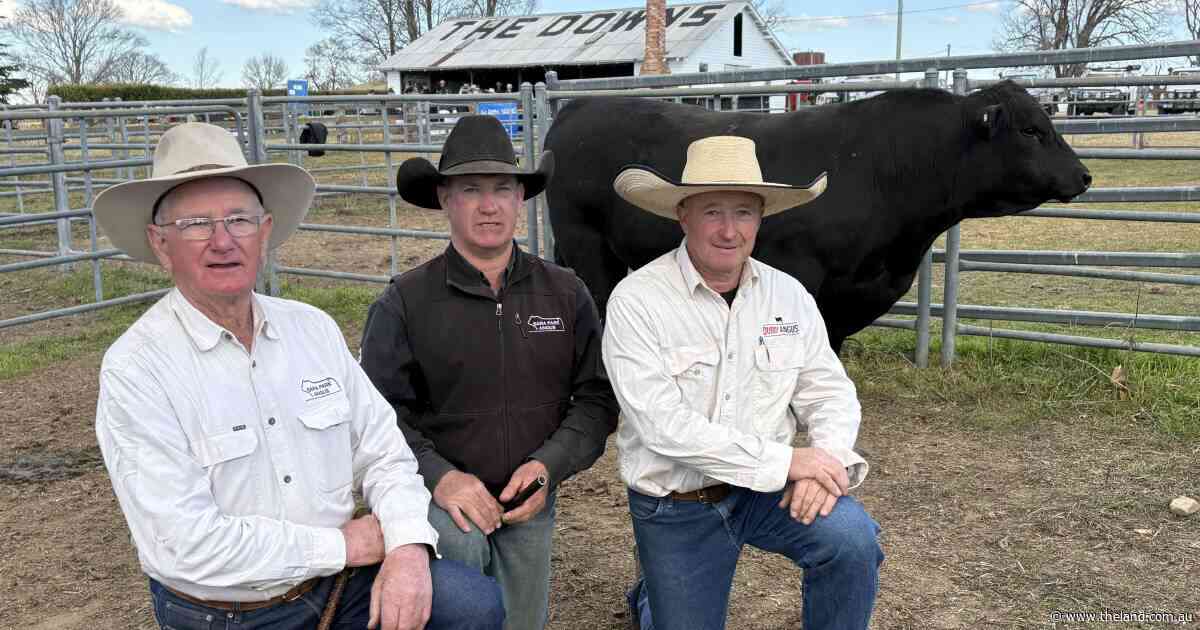 Repeat clients seeking 'doing-ability' push Sara Park Angus to top price thrice