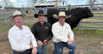 Repeat clients seeking 'doing-ability' push Sara Park Angus to top price thrice