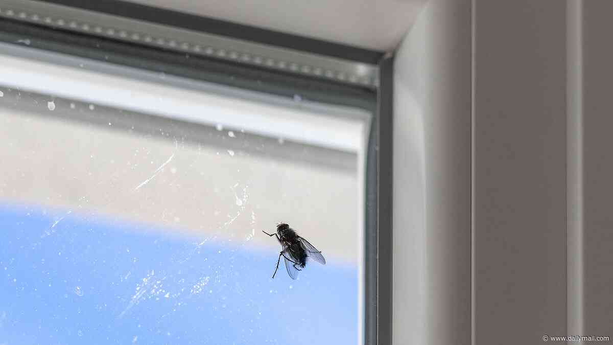 Brace yourself for a fly invasion! Scientist warns Britain's disappearing wasps may trigger a summer pest explosion