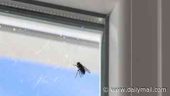 Brace yourself for a fly invasion! Scientist warns Britain's disappearing wasps may trigger a summer pest explosion