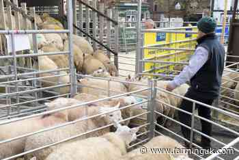 Sheep sales at risk under tighter livestock transport limits