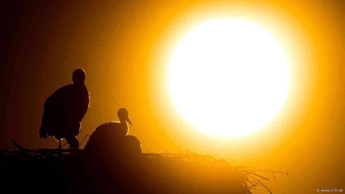 Eigener Kot als Schutz: Mit diesen Methoden trotzen Tiere großer Hitze