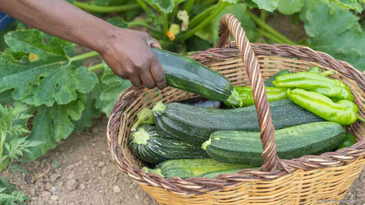 Courgette vs zucchini: the difference explained and the story behind their names