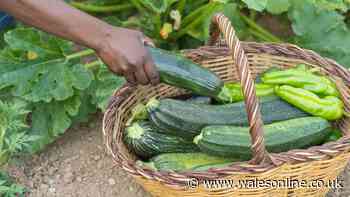 Courgette vs zucchini: the difference explained and the story behind their names