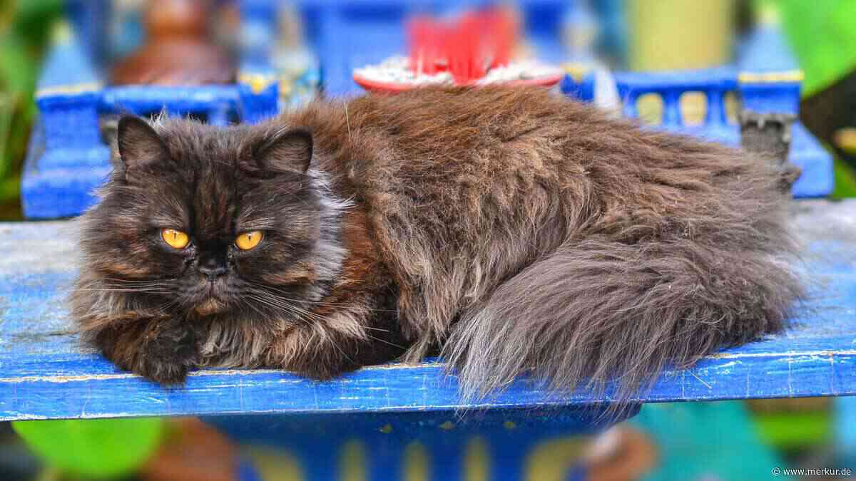 Haltung, Gesundheit, Pflege: Die Perserkatze im Rasseportrait