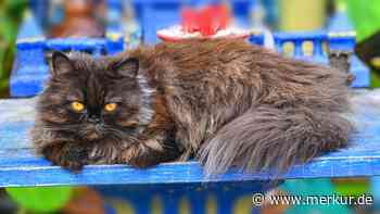 Haltung, Gesundheit, Pflege: Die Perserkatze im Rasseportrait