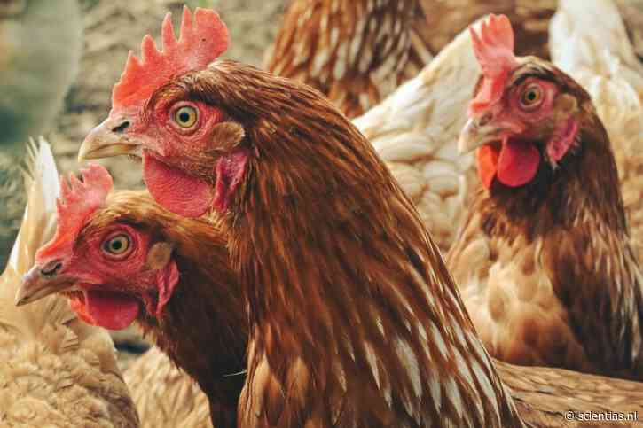 Massaal aan de diarree door plofkippen: gevaarlijke darmbacterie lift mee op bio-industrie
