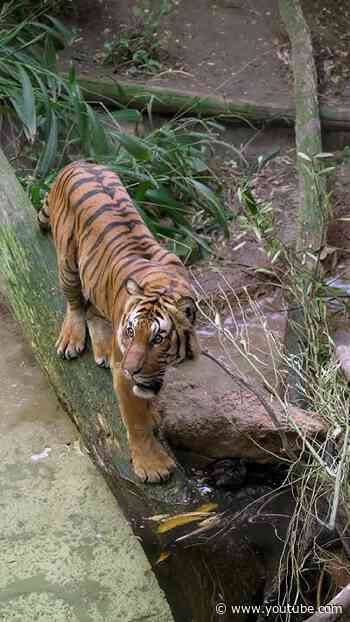 International Tiger Day🐅