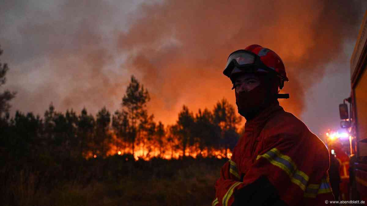 Hamburger erschnüffeln Waldbrände – die meisten Kunden haben sie in den USA