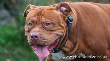 Thousands still own 'banned' XL Bully - rules and when to report