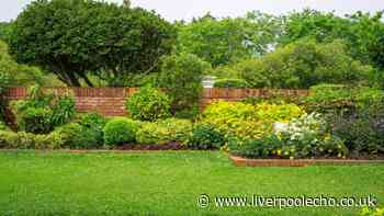 Bring brown lawns back to life with 1 simple watering method
