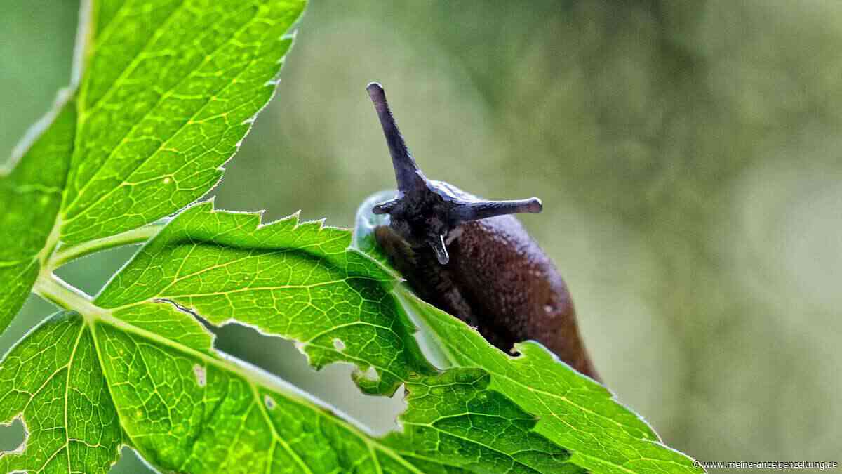 Diese bekannte Pflanze vertreibt Schnecken aus Ihrem Garten