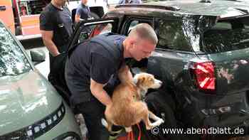 Polizei und Feuerwehr retten zurückgelassenen Hund aus Auto – Halterin empört