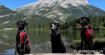 Alberta lets the dogs out, recruits more canine muscle in fight against mussels