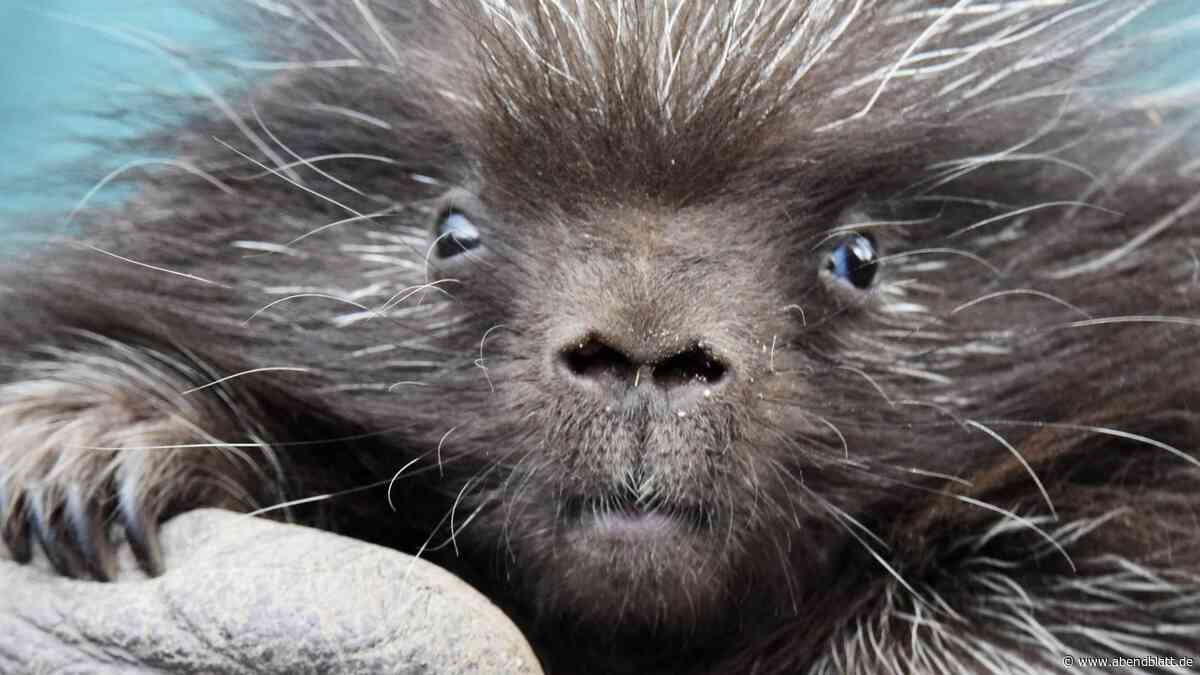 „Seelisches Leid“: Tierrechtsorganisation stellt Strafanzeige gegen Hagenbeck
