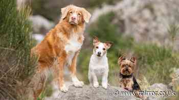 Specific dog breed is 'cheap' to look after and lives longer than others