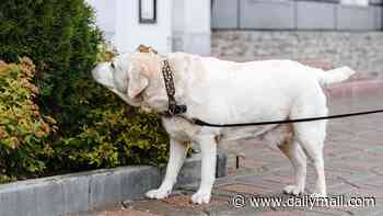 Your dog's PERFECT walk lasts exactly 67 minutes - and must include 16 sniffs and a splash in water, study reveals