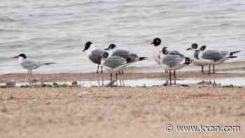 Central Texas' August bird forecast
