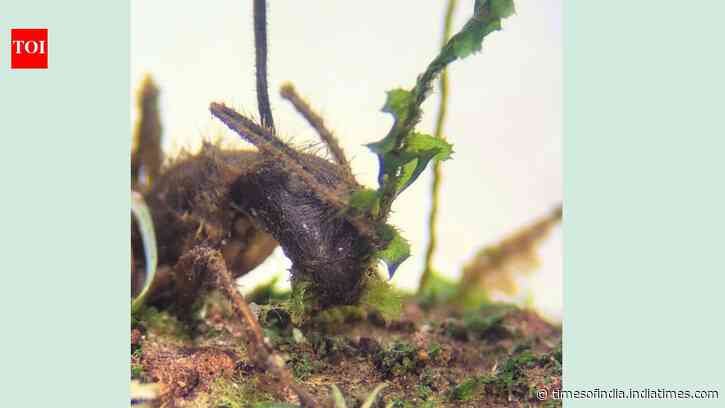 The Amazon’s zombie fungus manipulates ants into biting plants before death; scientists have now found it living silently inside mosses more than 10 metres away