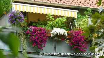 Wer hat Lebenstedts schönsten Balkon? Jetzt fotografieren, einsenden und gewinnen