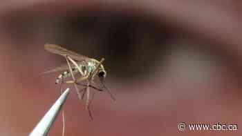 Risk of West Nile virus increased in Hamilton as mosquitoes test positive