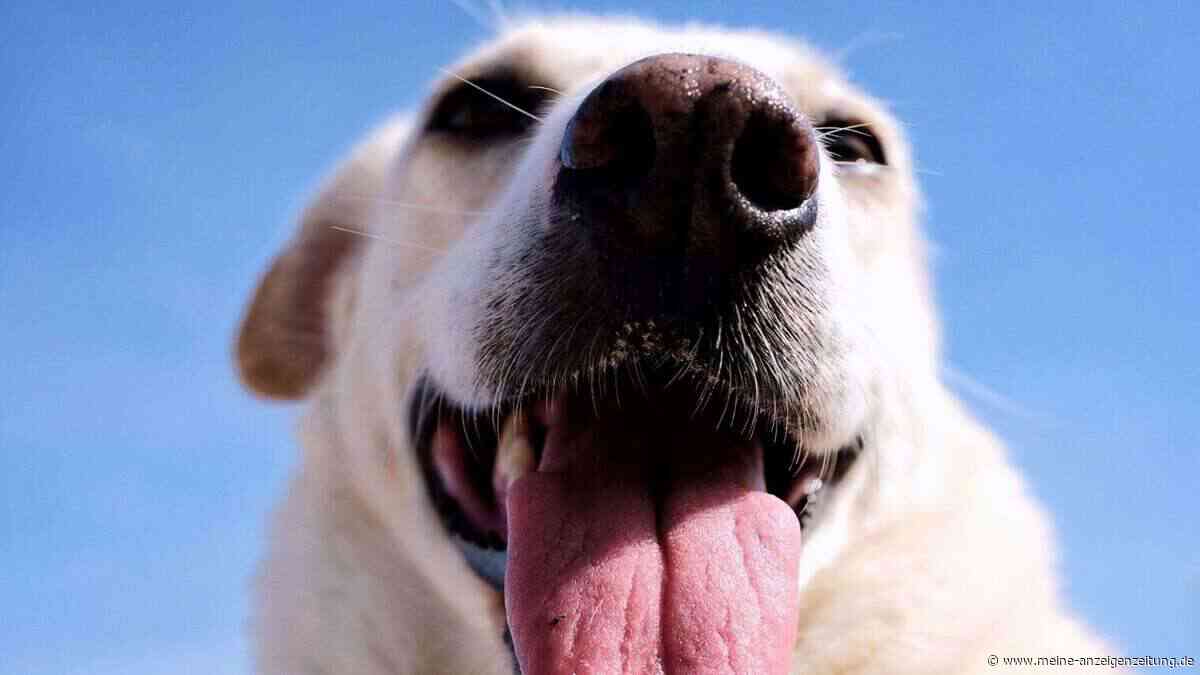 So schützen Sie Hund und Katze vor Sonnenbrand