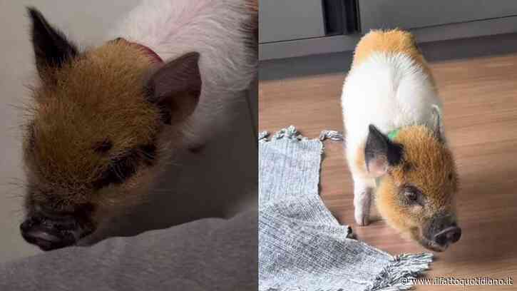 È cresciuto circondato da due cani e un giorno succede l’impensabile: il maialino Pedro inizia ad abbaiare, il video fa il giro del web