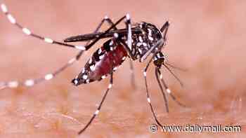 Deadly mosquito-borne 'breakbone' virus detected in Tampa resident who hadn't left the state… as CDC updates global travel warning