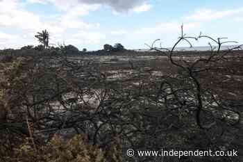 Reform council condemned for scrapping green pledges in wildfire-ravaged Suffolk