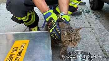 Unbekannte lassen Hund und Katze bei über 35 Grad in glühend heißem Auto zurück – Notruf