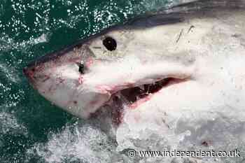 El Nino brings white sharks and sea snakes to California