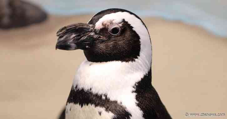 Charlie, Georgia Aquarium's oldest African penguin, dead at 40: "Ever so grateful"