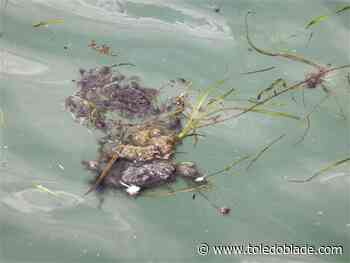 Algal bloom remains on pace to be moderate in size