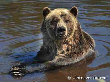Grouse Mountain's famous grizzly bear Grinder dies at 25