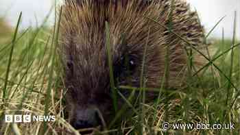 Hedgehog road deaths 'devastating' populations