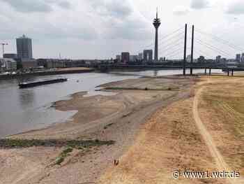 Verrückte Funde durch Niedrigwasser im Rhein