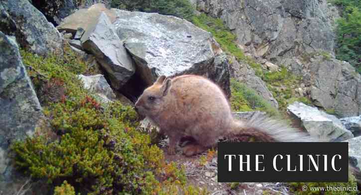 Por primera vez confirman la presencia de la vizcacha austral en La Araucanía: hallazgo amplía en cientos de kilómetros el territorio que habita