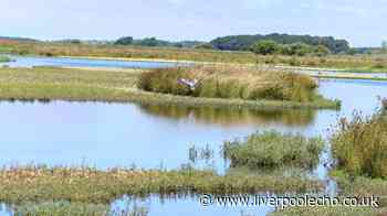 Picturesque walk 30 minutes from Liverpool with owls, otters and flamingos
