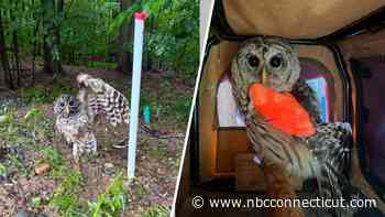 Barred owl's wing becomes impaled in wires from plumbing snake in West Hartford