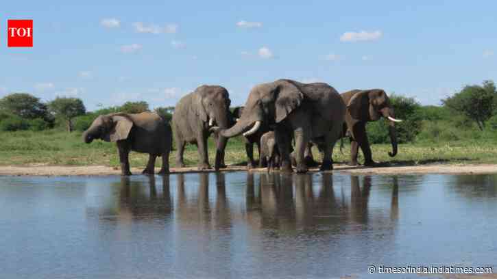 South Africa released 11 formerly captive elephants onto wild reserves; five years later...